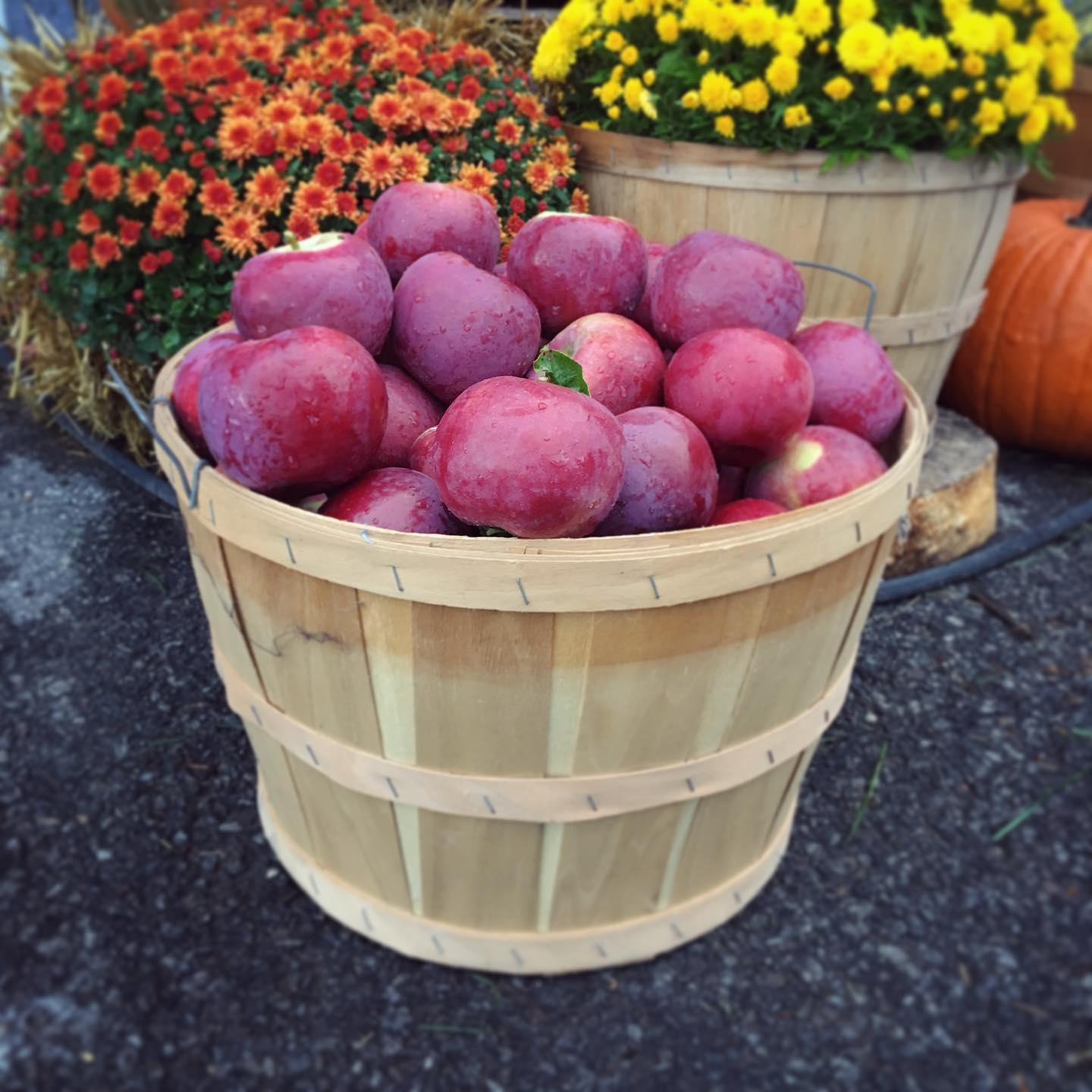 Minot de pommes / Bushel of apples
